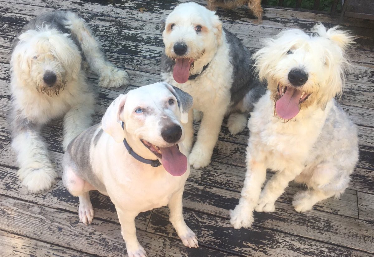 BeardedSteven's tweet photo. I’m not sure if we’ll ever accumulate 4 Old English Sheepdogs again at once. But I am glad we had this goofy gang for as long as we did. ❤️ https://t.co/4C1eWiGuLI