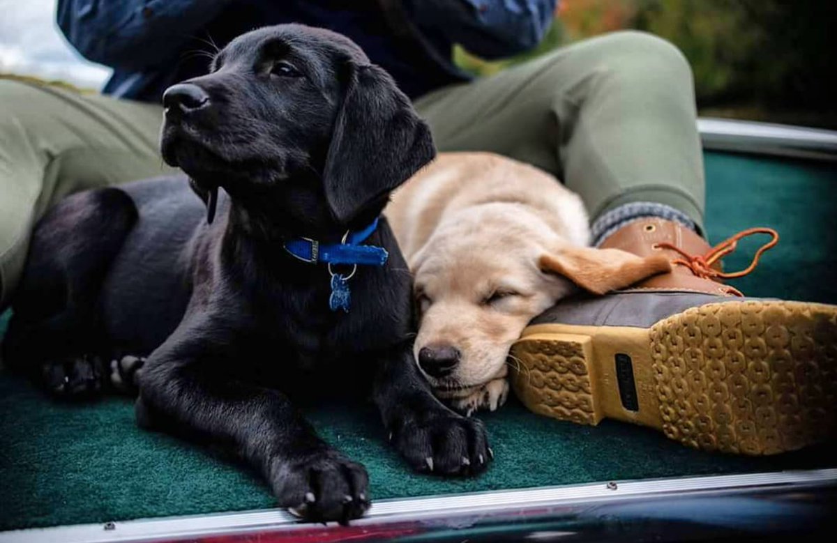 LLBean's tweet image. Sit. Lie down. Good human. #BeanOutsider (📷: Instagram’s tanyagrealey)