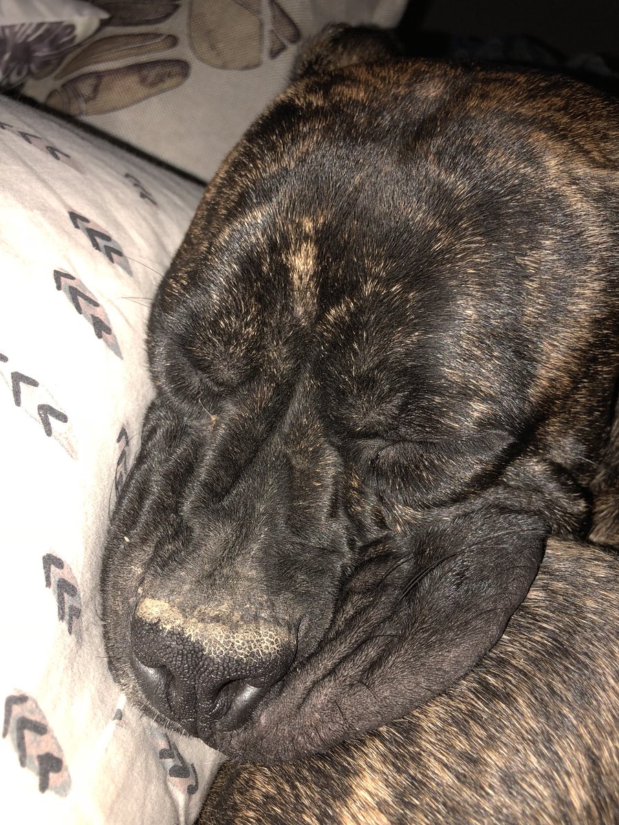 Bossy302's tweet photo. Only leaves my side to go potty. Stayed right beside me since I got sick. #muddynose #loyalpet #wedonotdeservedogs #pittboxer #preciousgirl #keepsmewarm https://t.co/8BjkUtyzrj