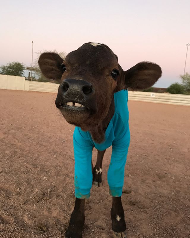 LakotaTrailers's tweet photo. "Who said cows can’t wear sweaters???🤷🏻♀️😏 . . .
-
#lakotaypa #lakotaforever #lakotatrailers #gallop #quarterhorses #ridingdays #barrelracing #polebending #ponies #APHAproud #canchaser #mustangs 📷: @pmbarrelracing " https://t.co/LszdKuK046