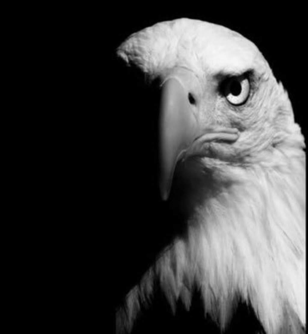PACK the #NEST🔥
Just up road @ Social Circle HS
OUR HOME for Friday Night 
#WeBleedGREEN 🦅 #ChopWood
Big Thank You to our Social Circle neighbors for their hospitality!