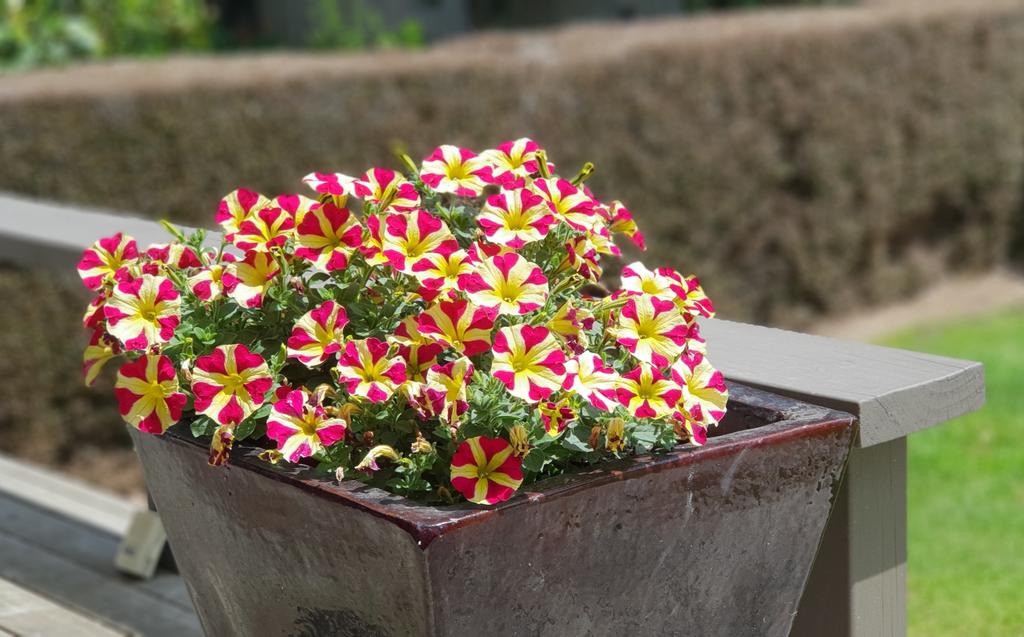 EnrichWith's tweet photo. Loving the new Petunia Queen of Hearts from Danziger, flowering it's head off in my garden as the temperatures increase. #Danzigerflowerfarm #queenofhearts #flowers #gardening #garden #summershere https://t.co/uODmATQp0x