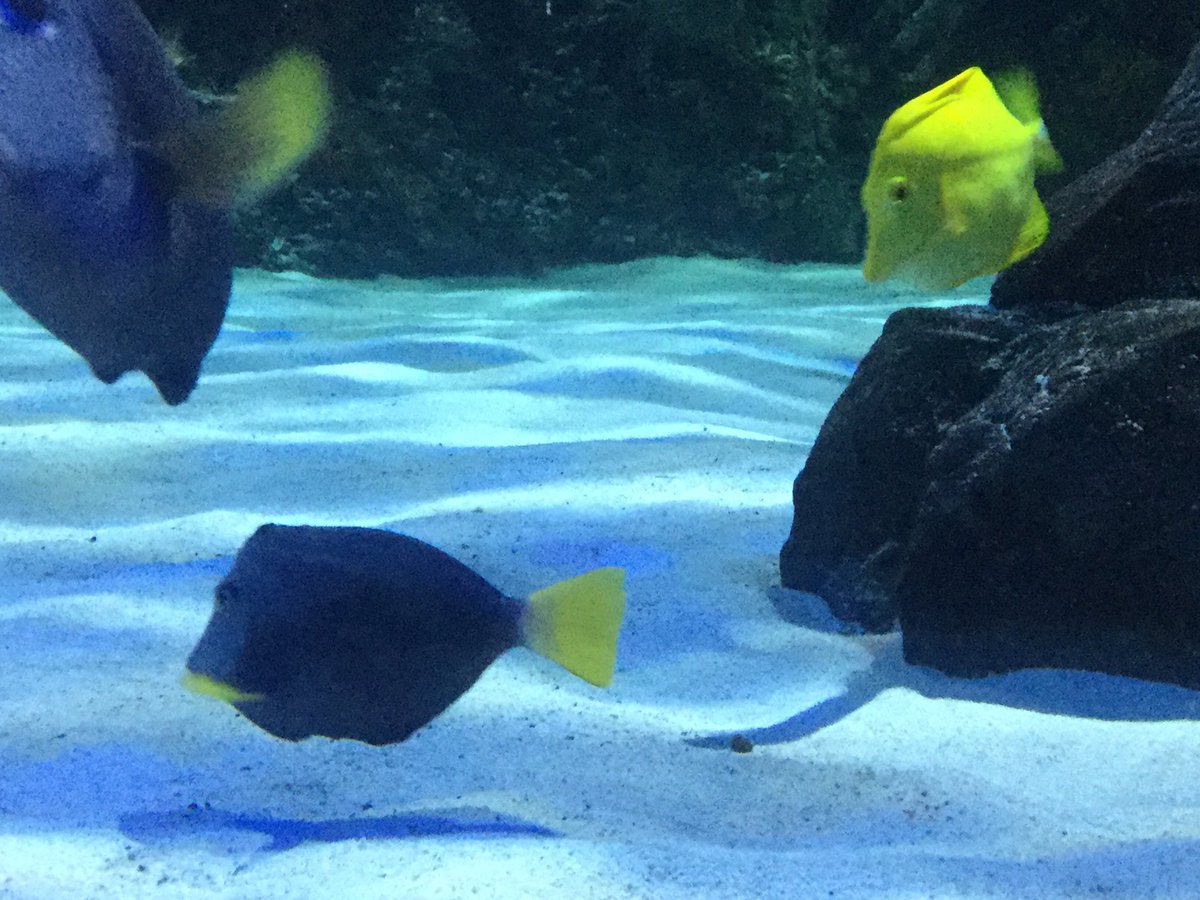 MercerEarth's tweet photo. Great day for SHS Oceanography at the VA Aquarium.   49 students having fun while engaged in learning. https://t.co/64rvgMkoSe