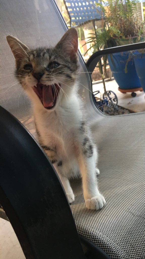 DianeEarnhardt's tweet image. #BackAtcha ! #Smiles 🐾😸😸😸🐾 from Ms ShowB 🐾😎🐾