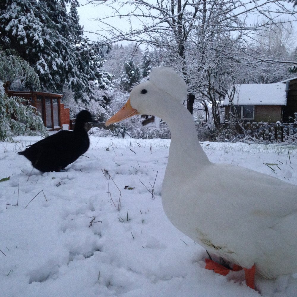 ducksoftheday's tweet photo. Snow day! https://t.co/jZR9fwFBmJ