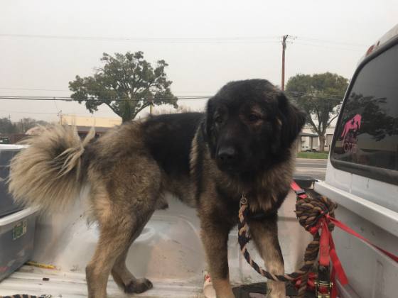 Lady_Drums's tweet image. #CaliforniaWildfires RT @sniperkitty_009: Found very large livestock gaurdian type dog at the gas station across from Oak Way Park off 32 in Chico. #CampFirePets #chicofire #Chico