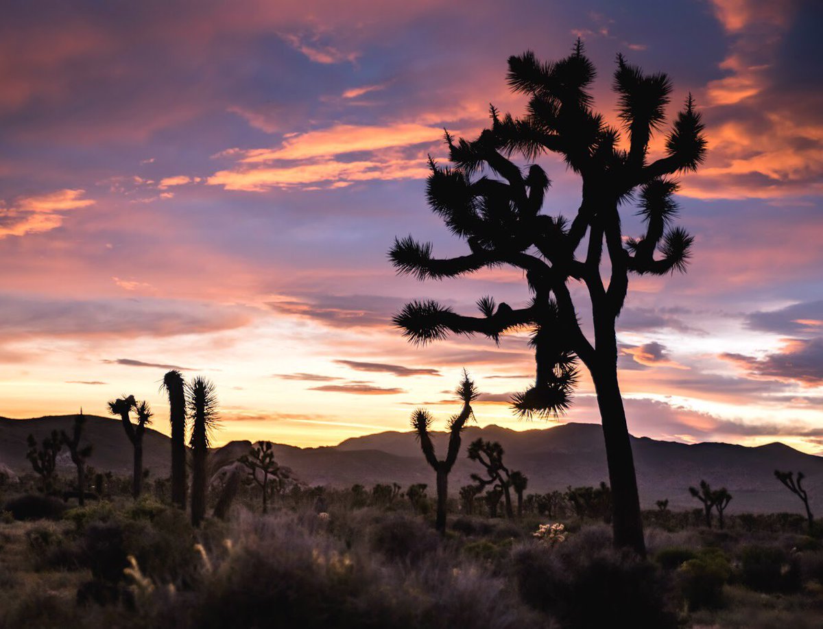 Pastel sunset over the desert <a href="/JoshuaTreeNPS/">Joshua Tree NPS</a> by Will Strathmann #California