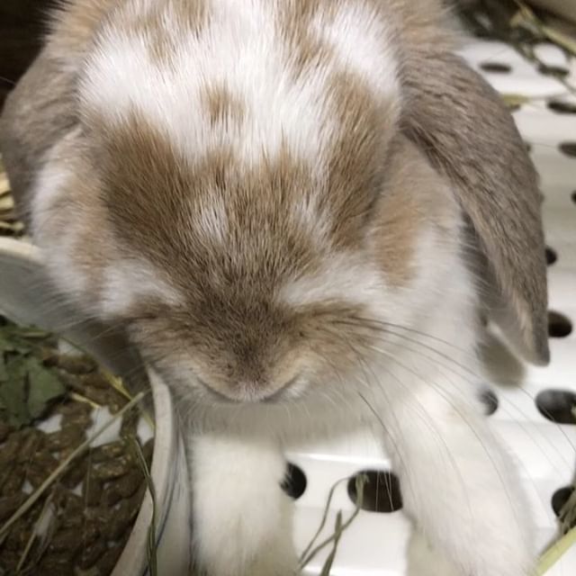 hn_h's tweet photo. eat well, sleep well.. #bunnies #rabbitsofinstagram #petstagram #cuteanimals https://t.co/JhKUhvdnon https://t.co/X2bUuXGAqX