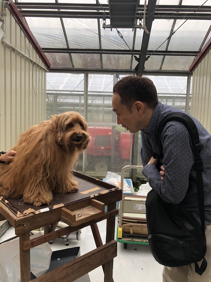 坂上どうぶつ王国 公式 金曜19時 今夜7時 坂上どうぶつ王国 ラブラドゥードルが集まる レイクウッドガーデンに 番組pもその可愛さにメロメロでした ラブラドゥードル