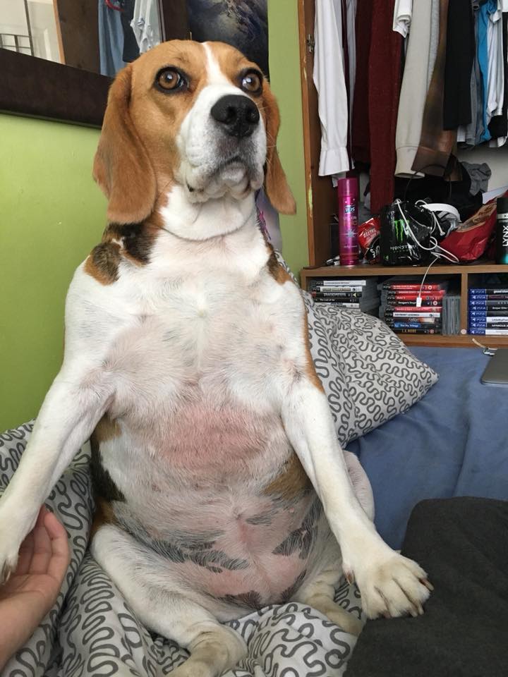 Secretry3's tweet photo. @egoraptor Rate my dog https://t.co/u1H1ion65y
