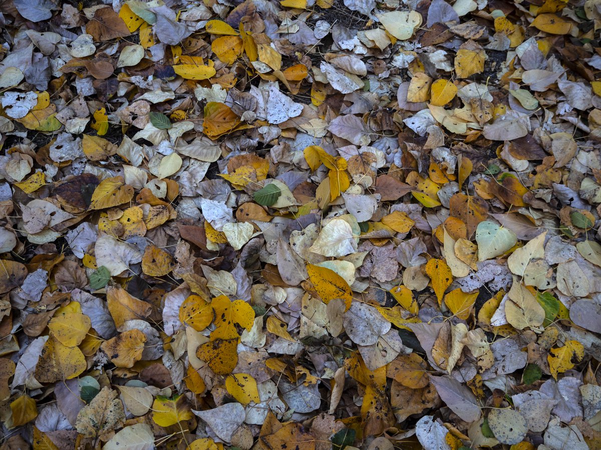 Various leaves on the ground showing fall colors