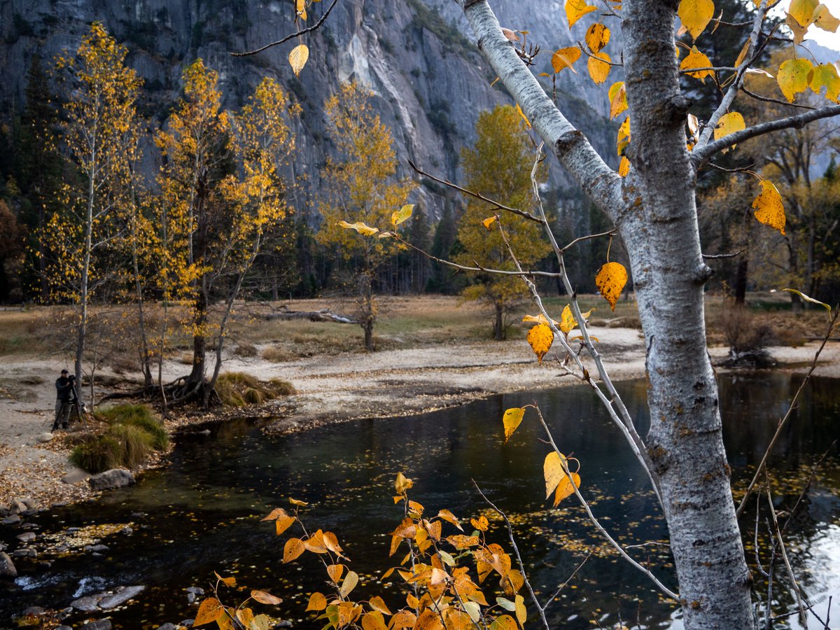Merced River with some trees with fall color
