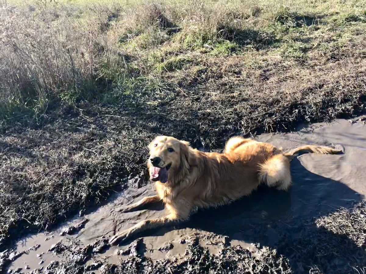 baileyemorgan's tweet photo. If there’s water near, Tuck will be in it. https://t.co/VSFIEVel2n