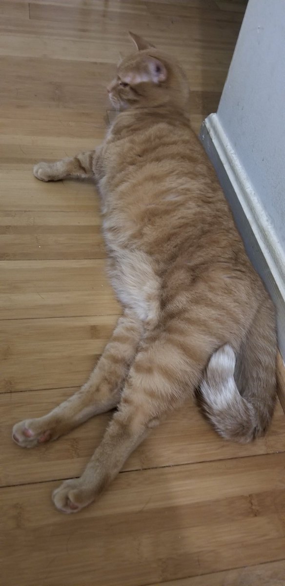 HandleClever's tweet photo. Just lounging around the house.
#StumpyLegs https://t.co/LLmnWB49Qz
