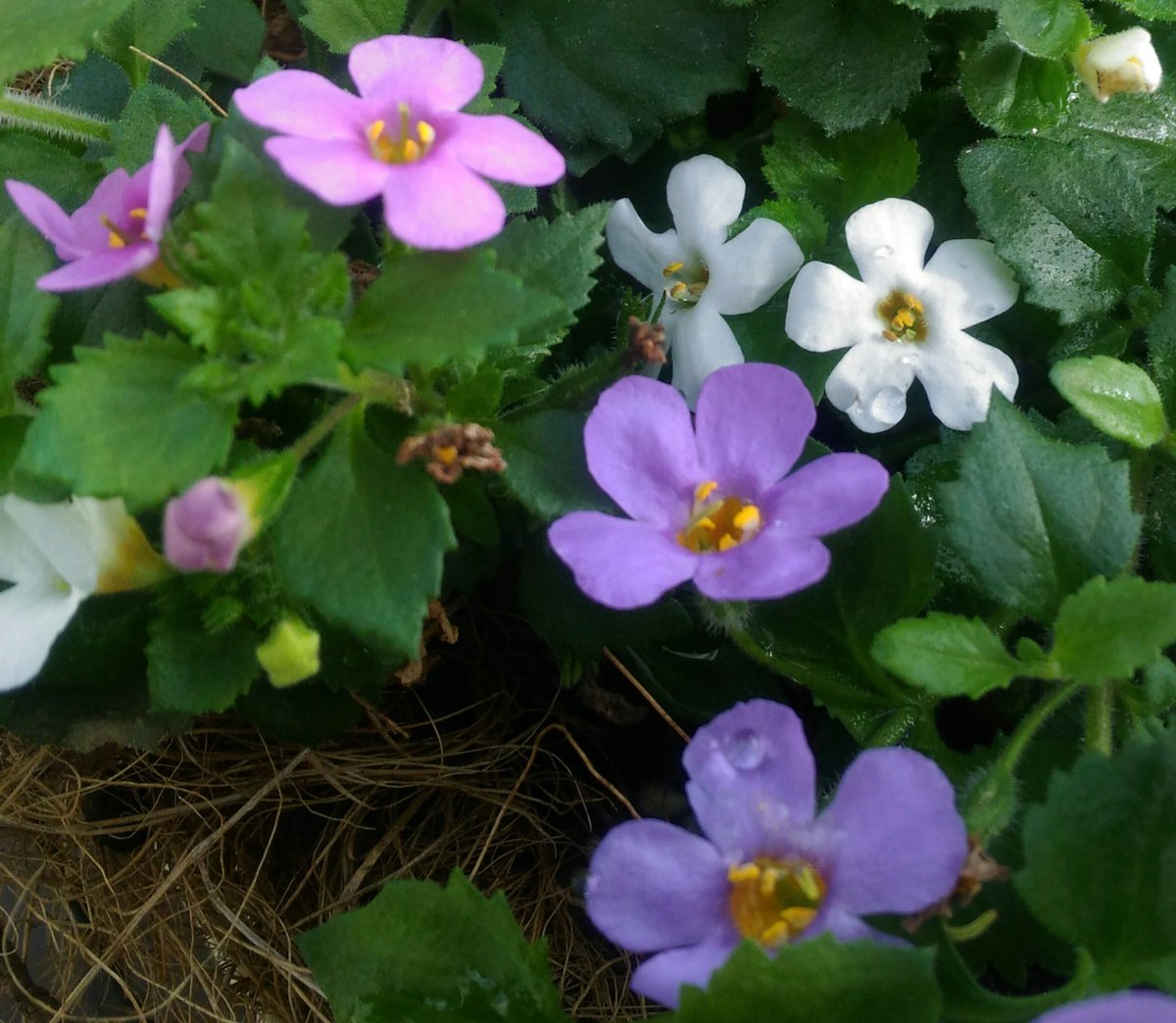 何時も

暖かい繋がり

ありがとうございます

朝晩は

かなり冷え込んで

風邪などひかないよう

ご自愛くださいね

そして

素敵な週末を

お過ごしください🍀

#イマハナ
#私の花世界