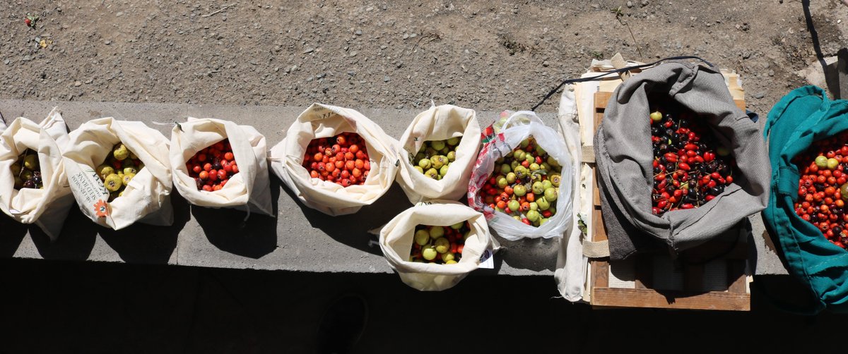 Our partners in Armenia did a fantastic job engaging with their target community introducing the importance of wild #fruitandnut #conservation and #sustainableharvesting. Definitely giving me good vibes and shines hope for future #plantconservation! 
@Darwin_Defra  @KewScience