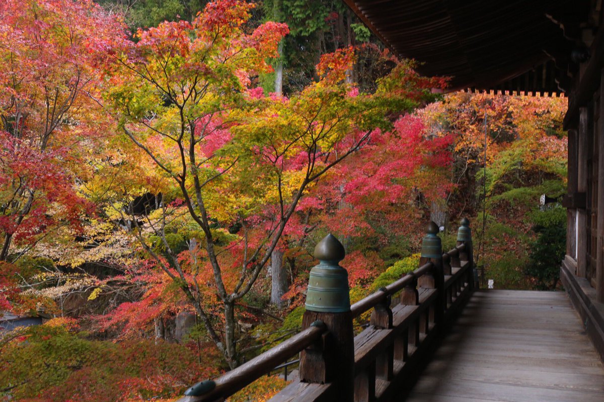 山田 太郎 加東市 播州清水寺の紅葉 見頃ですが大講堂前の色付きがマダラ模様かな 夕日の日差しが欲しかった ライトアップ待ちの待機中 紅葉 兵庫県