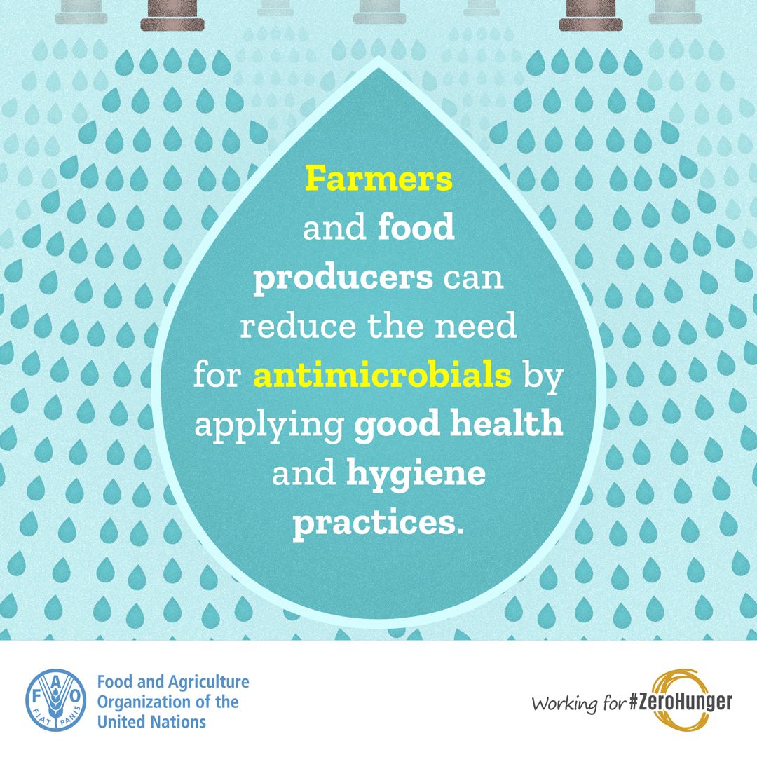 FAOAsiaPacific's tweet photo. #BeAntibioticsmart, join the #AMRpledge this #WAAW2018. know more about the campaign here: https://t.co/Y5NKWK5plg https://t.co/YnZnRBRw1Q