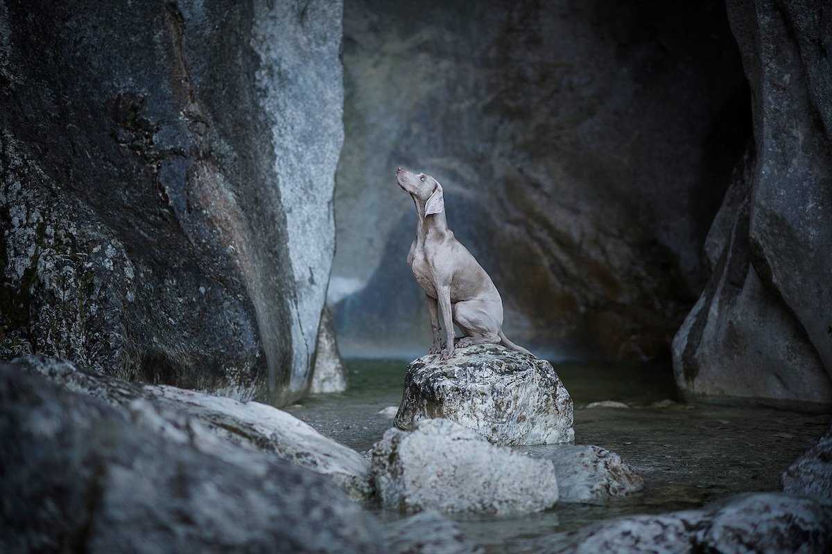 NikonProEurope's tweet photo. We're struck by the soulfulness in #AnneGeier's #dogportraits. She likes to create her images with a slightly dreamy look and breathtaking landscapes, shooting with the #Nikon #D850 and #D750. See more of her #petphotography at https://t.co/UqkiiPRMAH. #petportraits https://t.co/mtbZ4vXlpJ