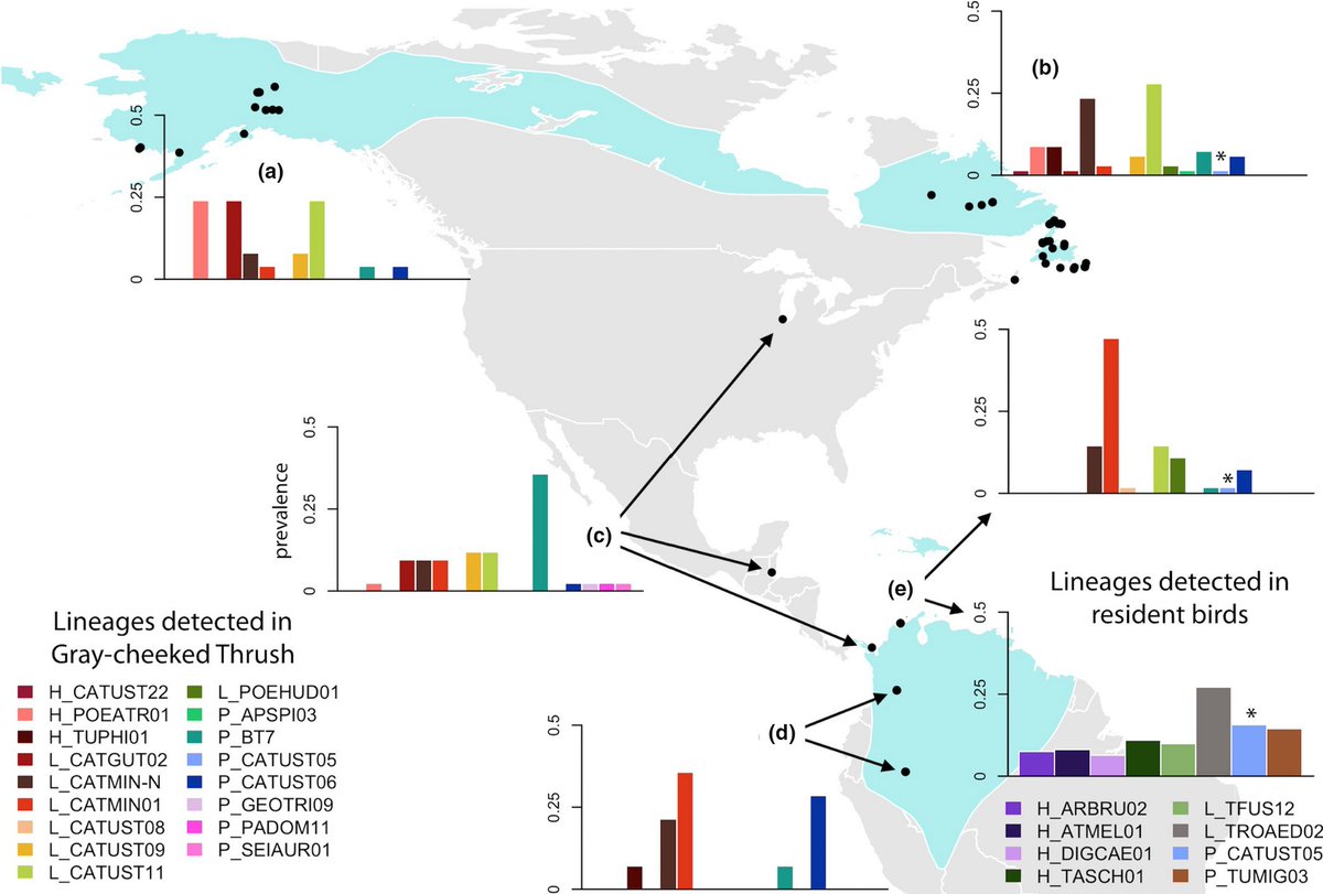 JBiogeography's tweet photo. Migratory birds as vehicles of long distance blood parasite dispersal?  This paper based on American song birds shows that they are not important (ecological reasons?).  @paulopulgarin @cdanielcadena @selvaorgco @MariaCastanoGal @jungvari
https://t.co/YF8StApDdG https://t.co/rOmS4gfrVc