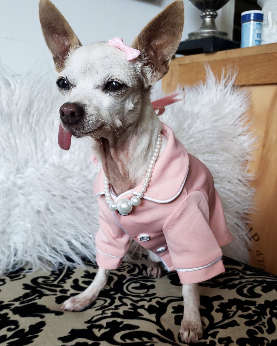 KollarKouture's tweet photo. Kollarkouture Pearl Petlace is the  pawfect Christmas gift for your favorite pupperino 💖 #kollarkouture #pamperedpet #petfashion https://t.co/oZRHWgtoFA