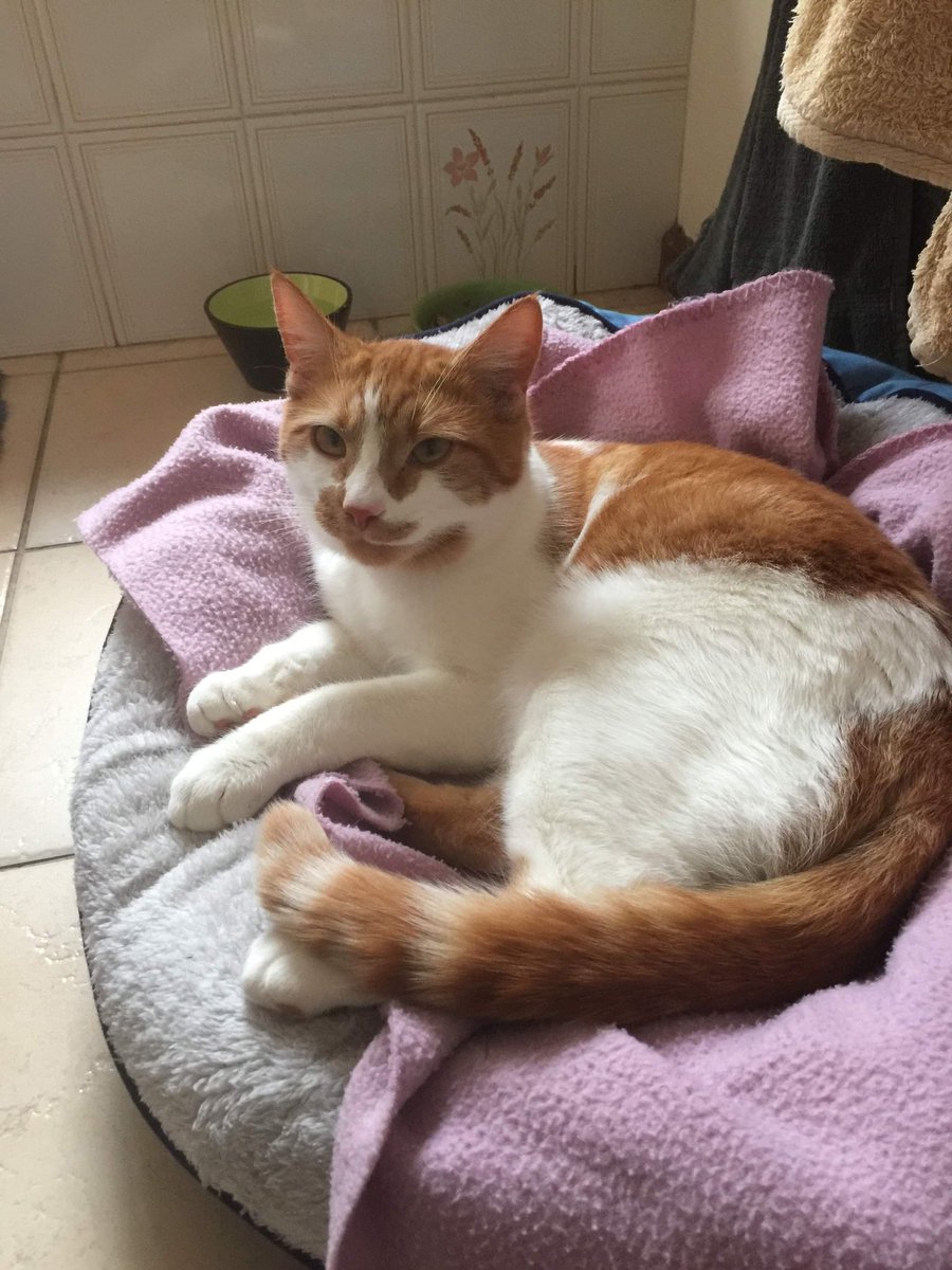 Here is the man himself. Milo!!