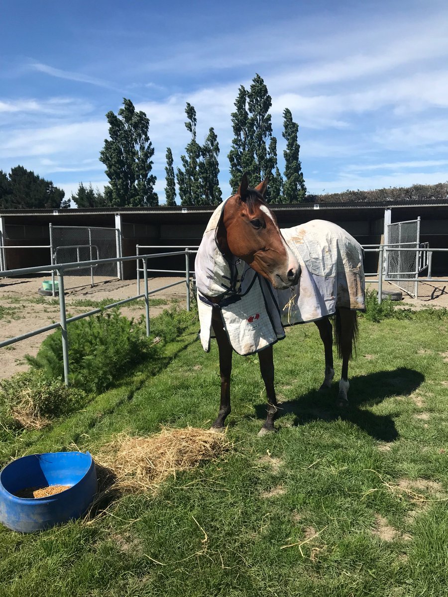Emspartaracing's tweet photo. My happy traveller! #monarchchimes all settled in but may well think he’s in australia after a plane ride 🤣#nzcup #lovestravelling #flyinghorse https://t.co/LL2OEYniOE