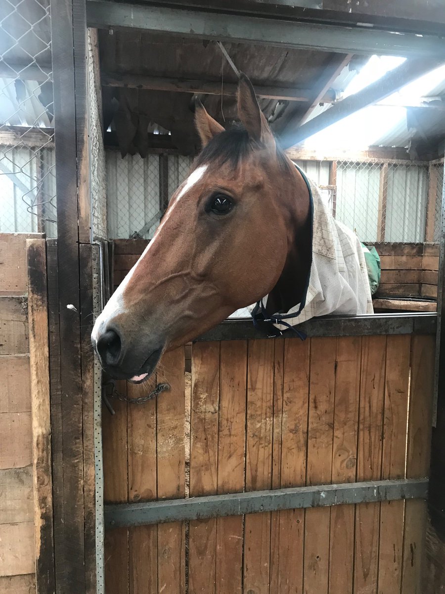 Emspartaracing's tweet photo. My happy traveller! #monarchchimes all settled in but may well think he’s in australia after a plane ride 🤣#nzcup #lovestravelling #flyinghorse https://t.co/LL2OEYniOE