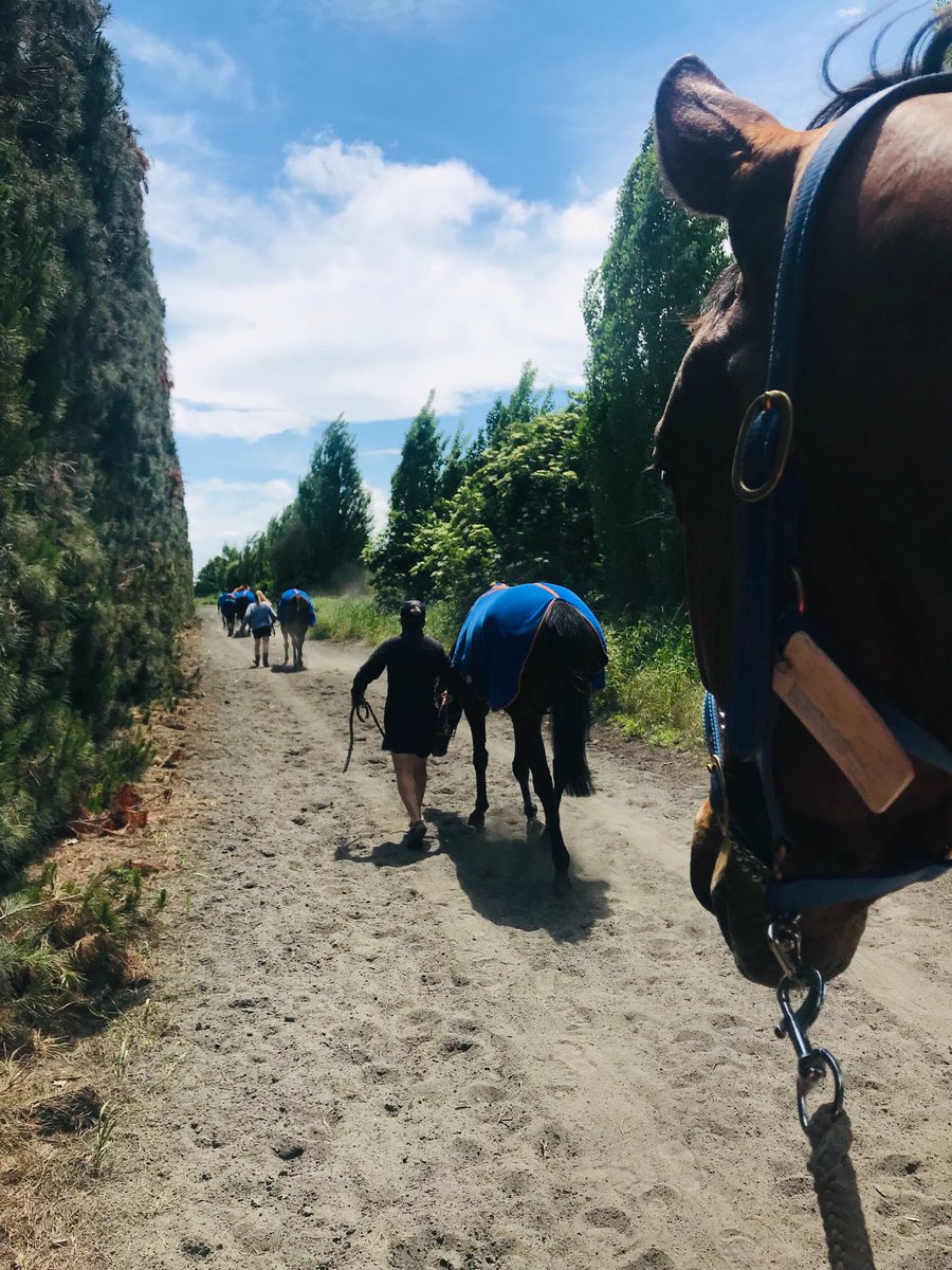 Emspartaracing's tweet photo. My happy traveller! #monarchchimes all settled in but may well think he’s in australia after a plane ride 🤣#nzcup #lovestravelling #flyinghorse https://t.co/LL2OEYniOE