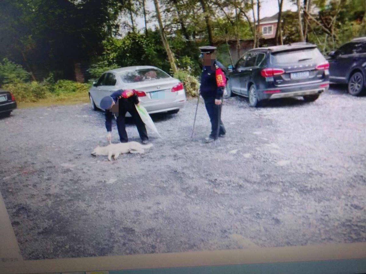 Alex_de_la_Luna's tweet photo. Pet dogs are being brutally killed throughout Hangzhou and now tje culling has expanded to Chengdu, Sichuan. Innocent lives shed blood in plain day light #animalcruelty #hangzhou #china #dogcull #brutality #massacre #animalsinChina https://t.co/xKNnSDJpo8