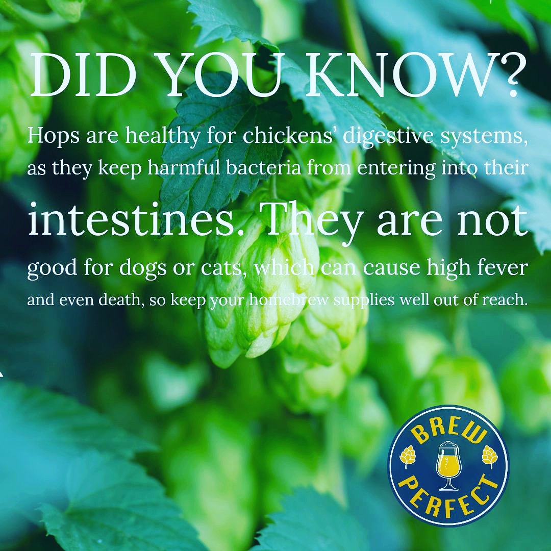 _BrewPerfect's tweet photo. Hops are said to be good for chickens but bad for cats and dogs so keep them far away from the furry friends! #themoreyouknow #hops #brewperfect #Homebrew https://t.co/AOhPbgM9w2