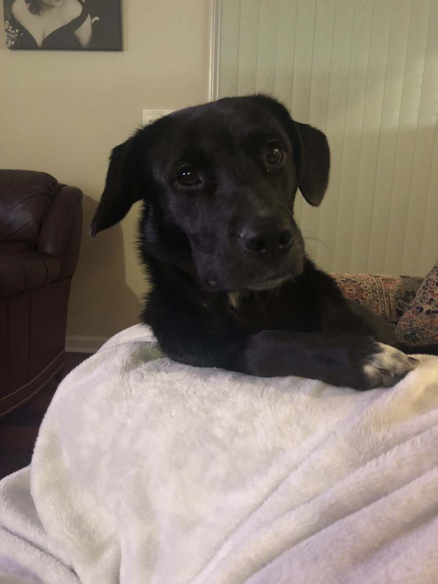 nelson_whitney's tweet photo. @itsbl0ndie meet Miss Lilly! She is my rescue for all of 2 weeks now, and she is living her best life! Name is inspired by your old fur baby! 🐶 (she is also a huge fan of Rose and Daisy! 😜) https://t.co/jkq5d4mOCv