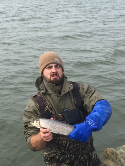 Susan B. Anchovy: the story of a whitefish nothinginbiology.org/2018/11/15/sus…