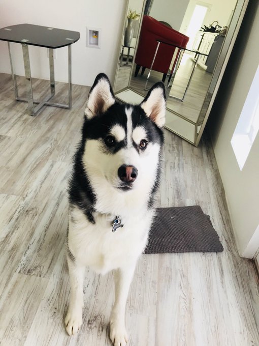 I forgot to tell you guys that Bandit got skunked in my backyard the other day. He&rsquo;s ok but who the fuck<a href="/tag/freethenipple"class="tags"><span>#freethenipple</span></a>