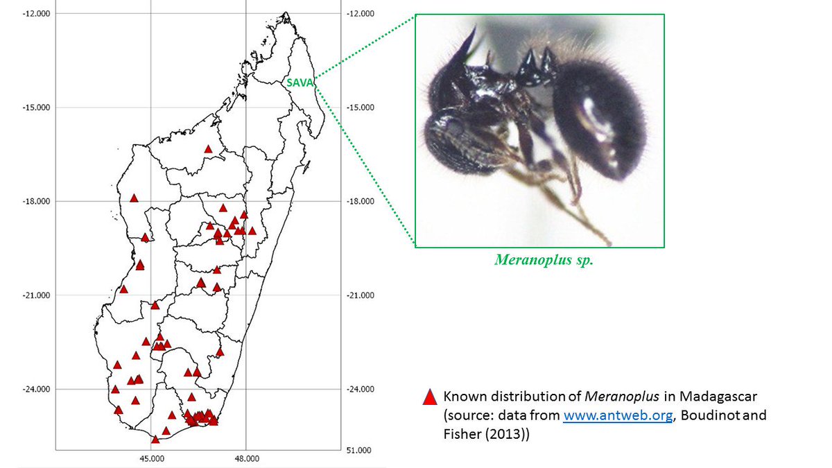 Andry_Ny_Aina's tweet photo. #First_Record of the #ant genus #Meranoplus in the #Sava_Region of Madagascar. Possible new species also?
It was collected in one of our @Diversity_Turn Forest Fragment plot on December 2017. https://t.co/EJRAtvkysk