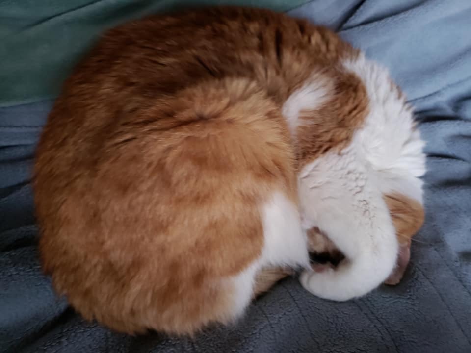 schnoodleDo's tweet image. .@intel  It&apos;s important to #UpdateMeow purr-haps to keep these guys from using it #promo