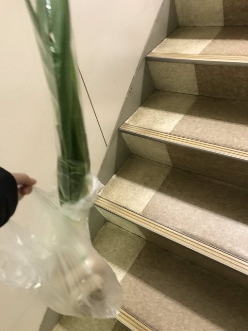 じゃがいものtwitterイラスト検索結果