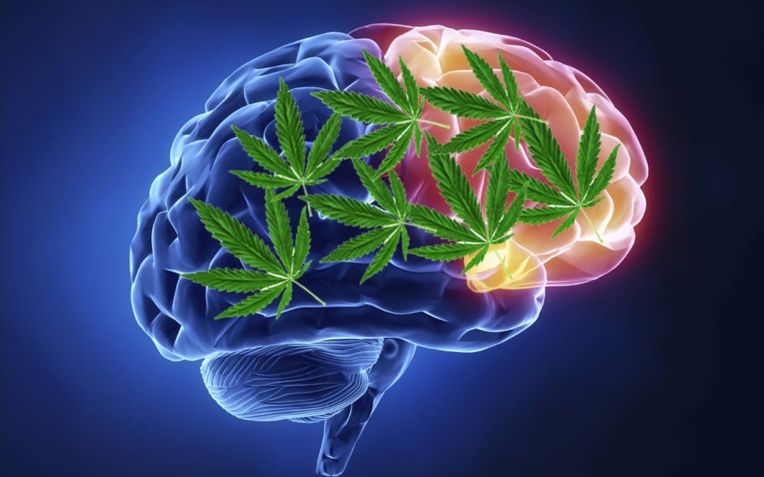 InteNeuroSci's tweet photo. #adolescentes cannabis use #alters #development of #Planning self-control #brain #areas
For more check the below link:
https://t.co/19nw3yfQB2 https://t.co/Kt5ucQfoOT
