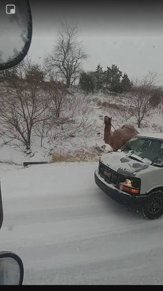 SharlaMcBride's tweet photo. Yes friends, that’s a camel on the side of route 309 south of the Lehigh Valley. Apparently the trailer he was riding in, broke down in this snow storm. #firstsnowfall2018 #camel #pa @WNEP  @ABC https://t.co/W97lXRPG8i