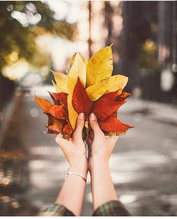 GoahClinic's tweet photo. Déjate inspirar por los colores de la naturaleza en otoño.¡Feliz viernes! 🌱 
#mecuido #vidasana #experienciagoahclinic https://t.co/U5wfqqSrci