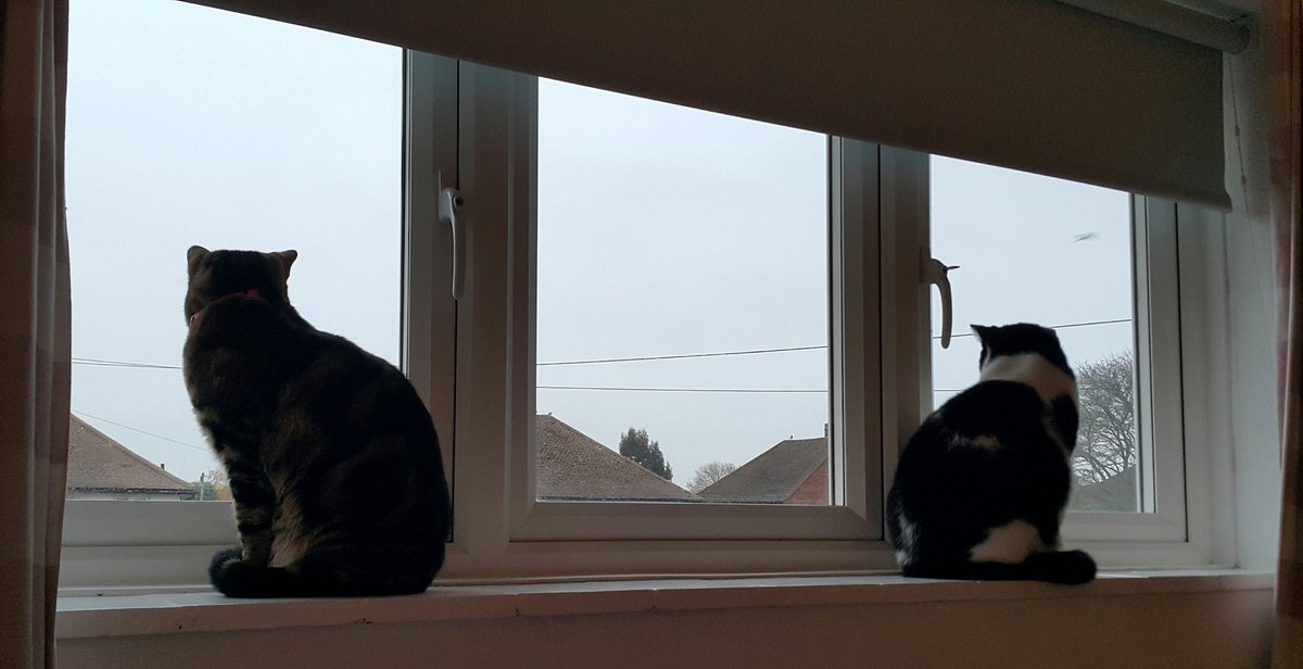 FelixMauCats's tweet photo. On duty. #cats #CatsOfTwitter https://t.co/p4csu4VHv2