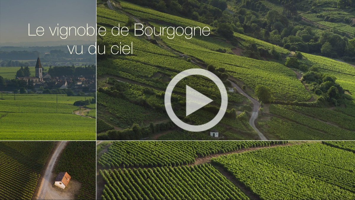 Bourgogne Wines tweet media