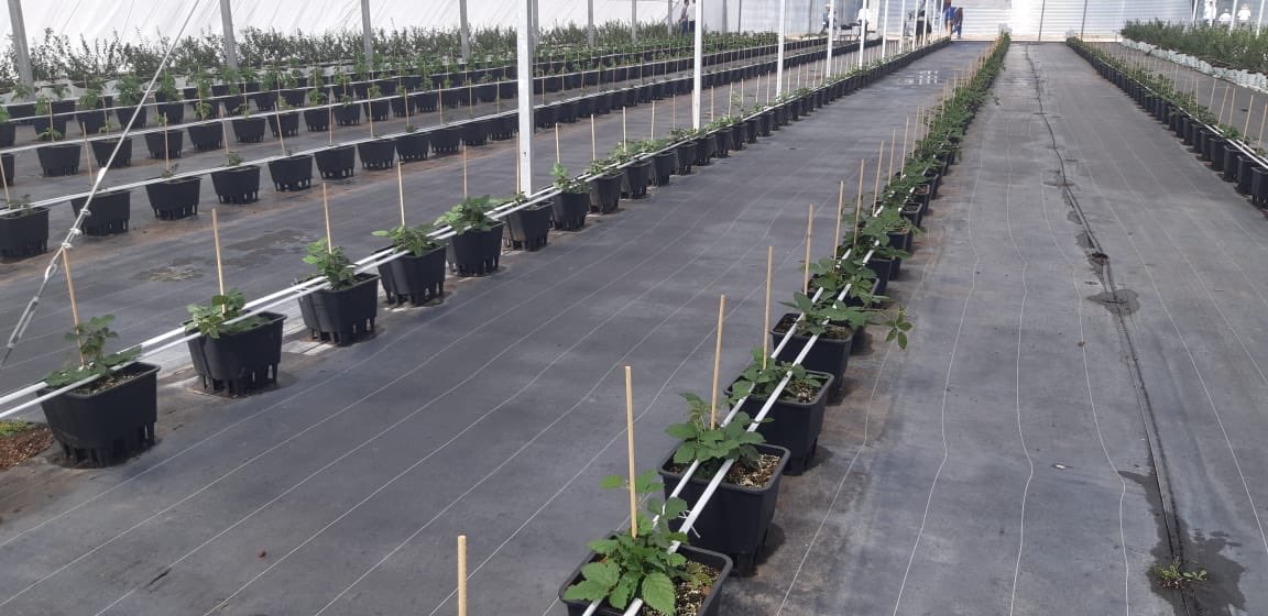 TERMOLITAH's tweet photo. #TERMOLITA #HORTIPERL #ExpoAgroalimentaria #expoagro2018 #Guanajuato TERMOLITA INVERNADERO #4 https://t.co/iPOqSzEik3