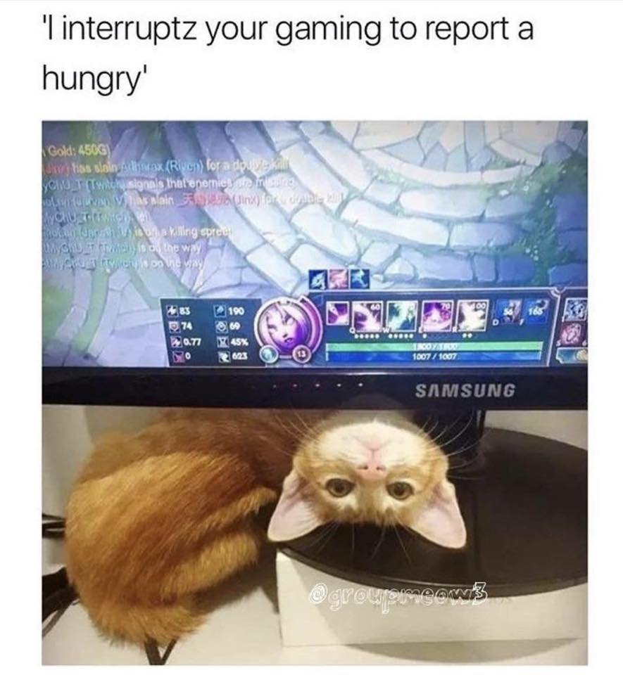 Offspringchic29's tweet photo. Someone get me a kitty RIGHT MEOW. I can see this as being a thing in future streams when I get a kitty (or kitties)
#futurecatmomprobs #newstreamerproblems #GETMEADANGCATPEOPLE #getOffspringchickacat https://t.co/6UcVRxt4zL