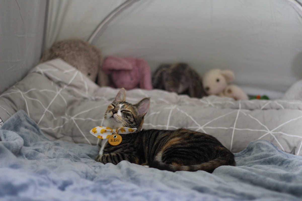 theqoo inserted image