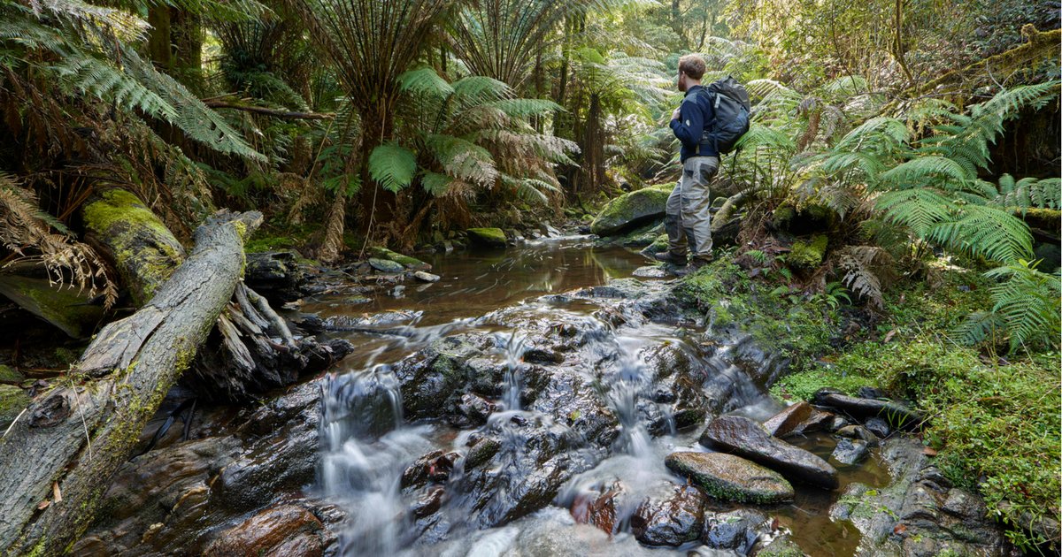 eastgippyforest's tweet photo. Re-elected @DanielAndrewsMP gov will make a Sea to Summit hiking trail in #EastGippsland through iconic #KuarkForest. 

But logging on proposed route is occurring right now. 
These forests must be protected.

Our statement w/ @WildernessVictoria here >> https://t.co/GjcyTXSYOg https://t.co/RicQqcuhns