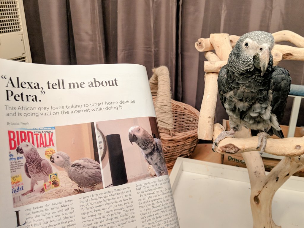 greybirdy's tweet photo. @ThePetraGrey @AnimalPlanet Congrats Petra! We saw you in the latest @birdtalkmag. Very cool! https://t.co/0BjMeTBm4Z