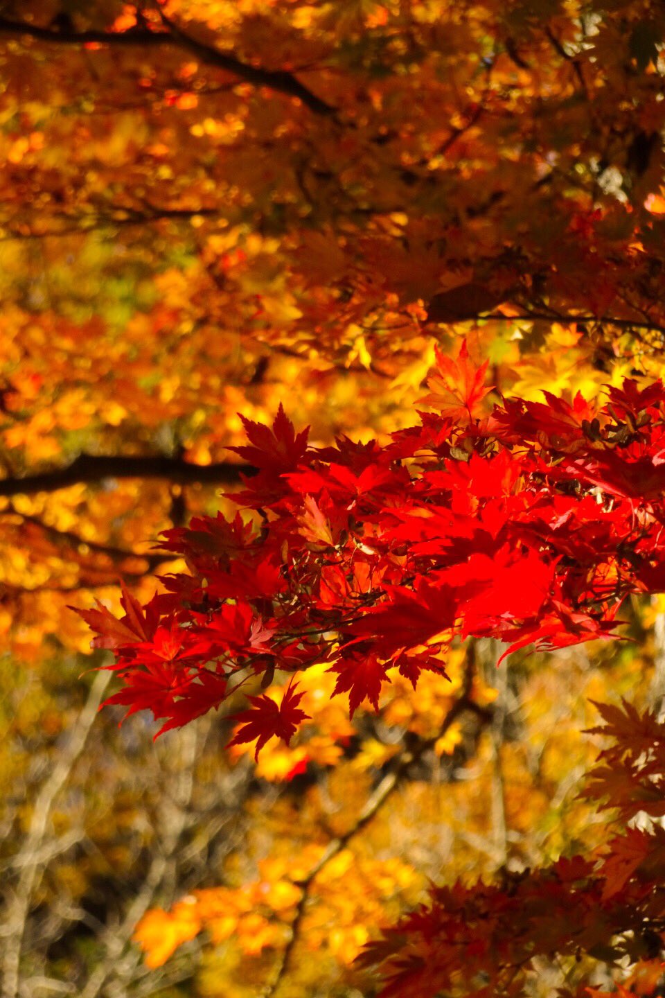 Nemigi 紅葉 紅葉18 榛名神社 群馬の紅葉 T Co 5jat9hkpur Twitter