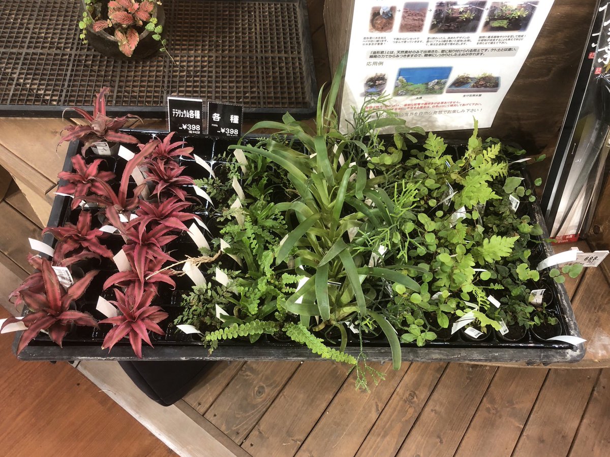 ピクタ Twitterissa ケイヨーデイツーみろく寺店にテラリウムコーナーを設置させて頂きました 神奈川県のホームセンター では初取扱になりました 藤沢市のペット グリーンに特化したホームセンターです 造形君 ピクタ デイツーみろく寺 作れる君 テラリウム ピクタ Twitterissa ケイヨーデイツーみろく寺店にテラリウムコーナーを設置させて頂きました 神奈川県のホームセンター では初取扱になりました 藤沢市のペット グリーンに特化したホームセンターです 造形君 ピクタ デイツーみろく寺 作れる君 テラリウム