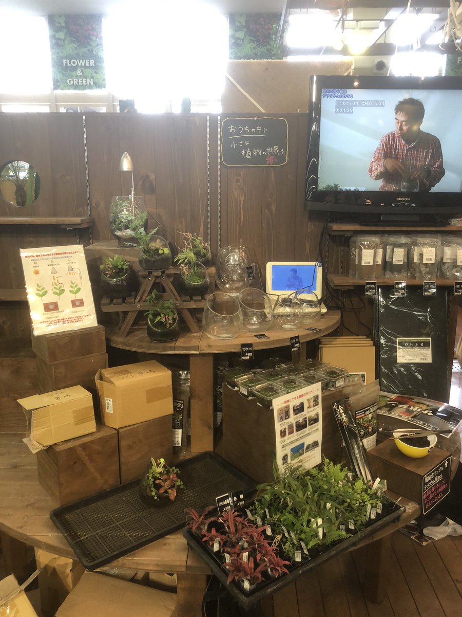 ピクタ Twitterissa ケイヨーデイツーみろく寺店にテラリウムコーナーを設置させて頂きました 神奈川県のホームセンター では初取扱になりました 藤沢市のペット グリーンに特化したホームセンターです 造形君 ピクタ デイツーみろく寺 作れる君 テラリウム ピクタ Twitterissa ケイヨーデイツーみろく寺店にテラリウムコーナーを設置させて頂きました 神奈川県のホームセンター では初取扱になりました 藤沢市のペット グリーンに特化したホームセンターです 造形君 ピクタ デイツーみろく寺 作れる君 テラリウム